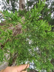 Juniperus