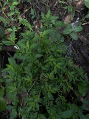 Erigeron karvinskianus