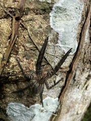 Cupiennius