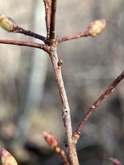 Rhododendron periclymenoides