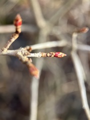 Rhododendron periclymenoides