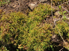 Selaginella oregana