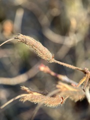 Rhododendron periclymenoides