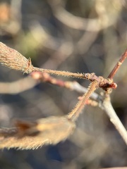Rhododendron periclymenoides