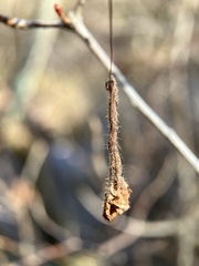 Rhododendron periclymenoides