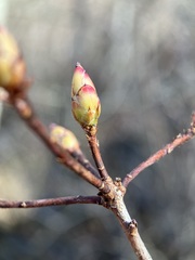 Rhododendron periclymenoides