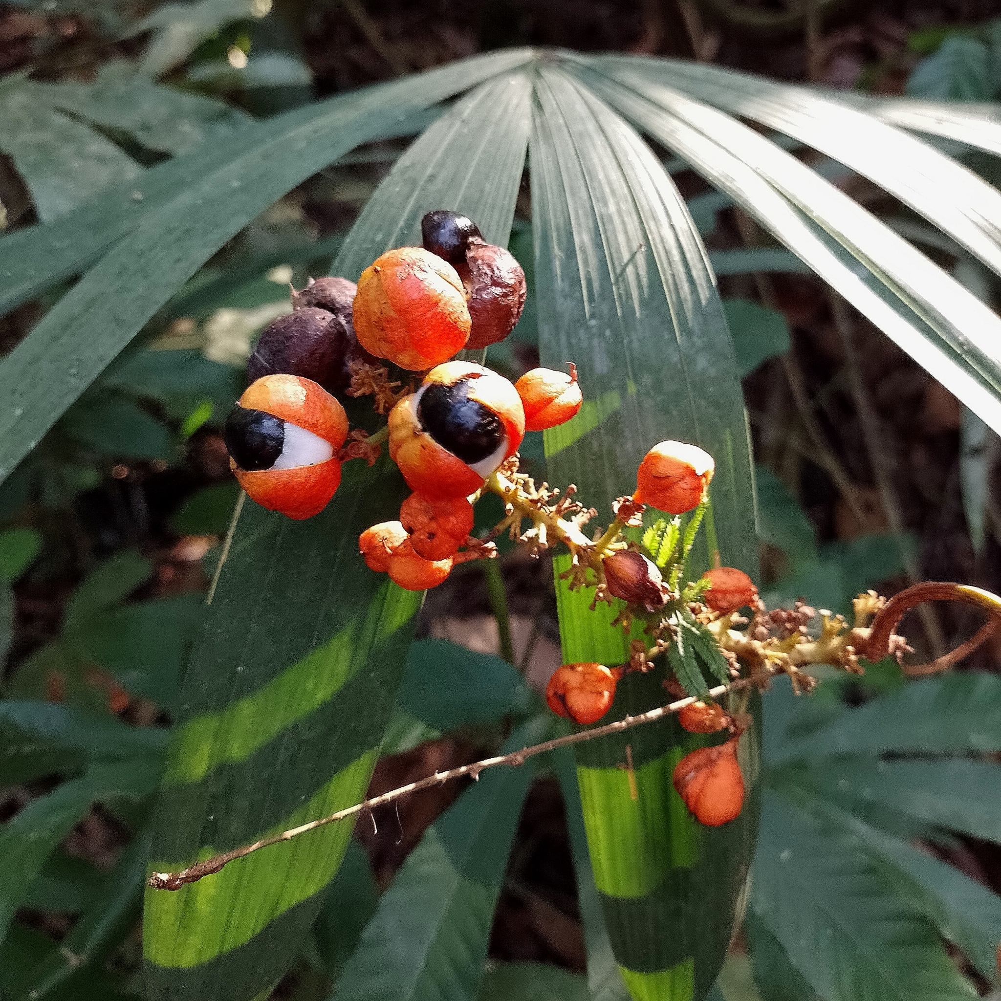 Imagem de Guaraná