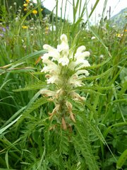 Pedicularis foliosa
