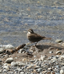 Cinclodes patagonicus
