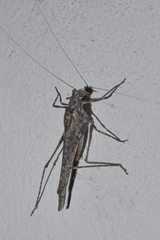 Tetana grisea
