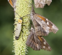 Chauliognathus misellus