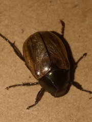 Anomala testaceipennis