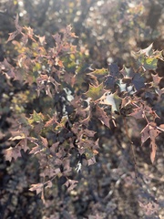 Berberis