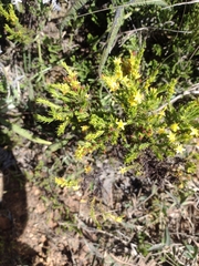 Hypericum juniperinum