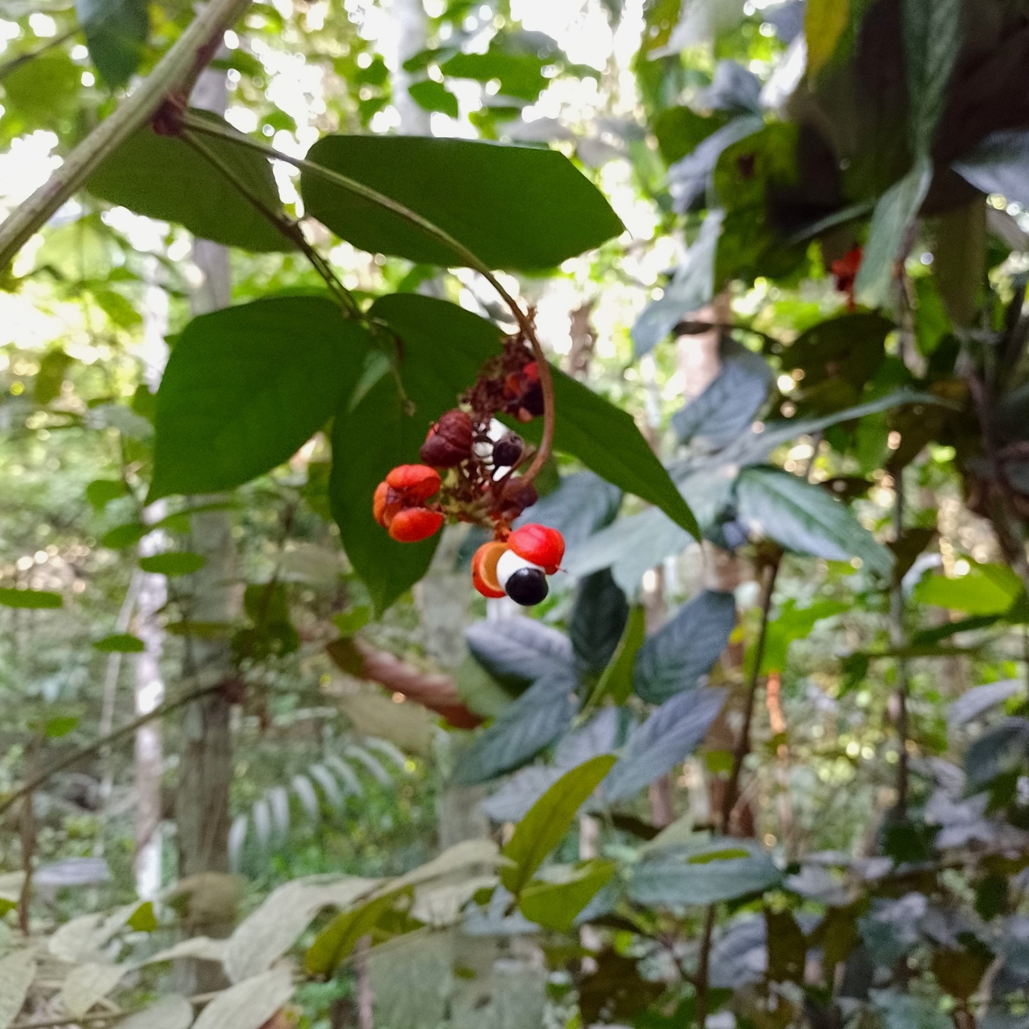 Imagem de Guaraná