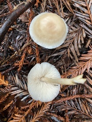 Bolbitius aleuriatus