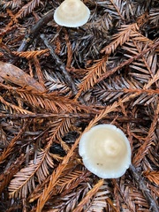 Bolbitius aleuriatus