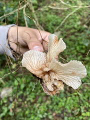 Hypomyces tremellicola