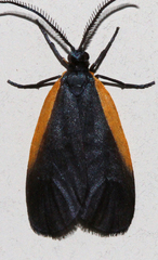 Pyromorpha caelebs