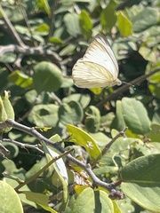 Ascia monuste monuste