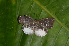 Napaea beltiana