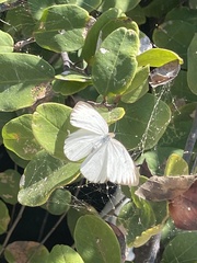 Ascia monuste monuste