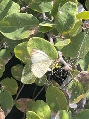 Ascia monuste monuste