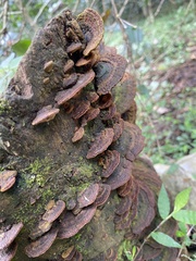 Fuscoporia