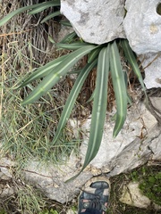 Vagaria parviflora