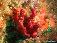 Alcyonium acaule