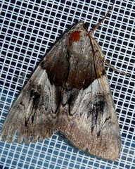Catocala fulminea