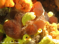 Aplidium fuscum
