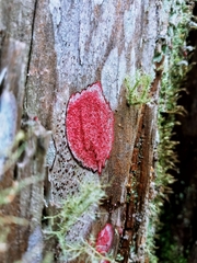 Herpothallon rubrocinctum