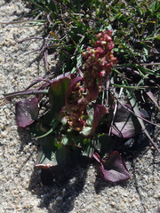 Rumex cordatus