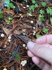 Paragymnopus sequoiae