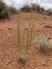 Artemisia carruthii