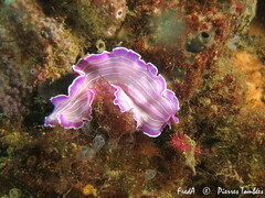 Prostheceraeus roseus