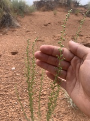 Artemisia carruthii
