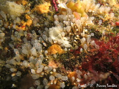 Pycnoclavella atlantica
