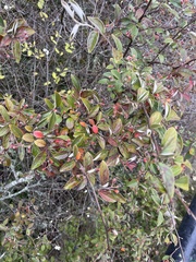 Cotoneaster franchetii