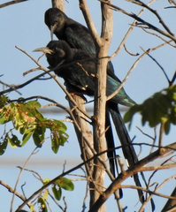 Phoeniculus purpureus