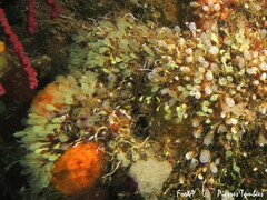 Pycnoclavella communis