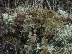 Cladonia verticillata