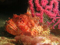 Scorpaena scrofa