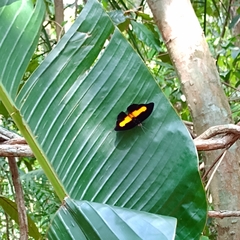 Catonephele acontius