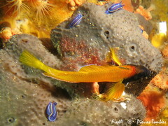 Tripterygion delaisi