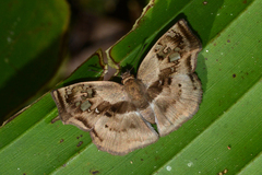 Quadrus truncata