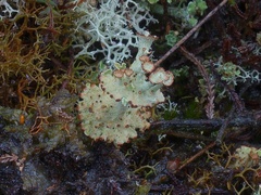Cladonia verticillata
