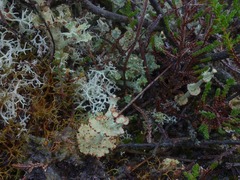 Cladonia verticillata