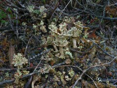 Cladonia verticillata